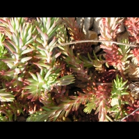 Sedum rupestre, forme glauque (fam Crassulacees) (Europe) (3)